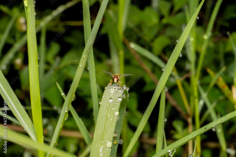 Hoverflies, also called flower flies or syrphid flies, are of the insect family Syrphidae Hoverflies, also called flower flies or syrphid flies, are of the insect family Syrphidae