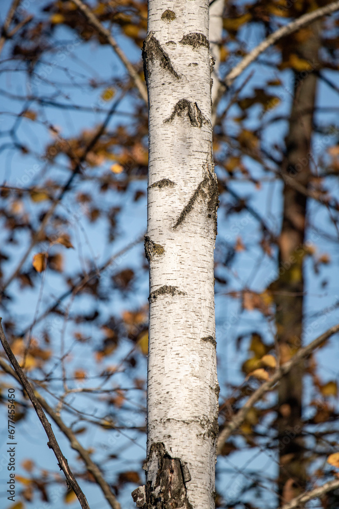Nature close-up of a tree trunk. Nature close-up of a tree trunk.