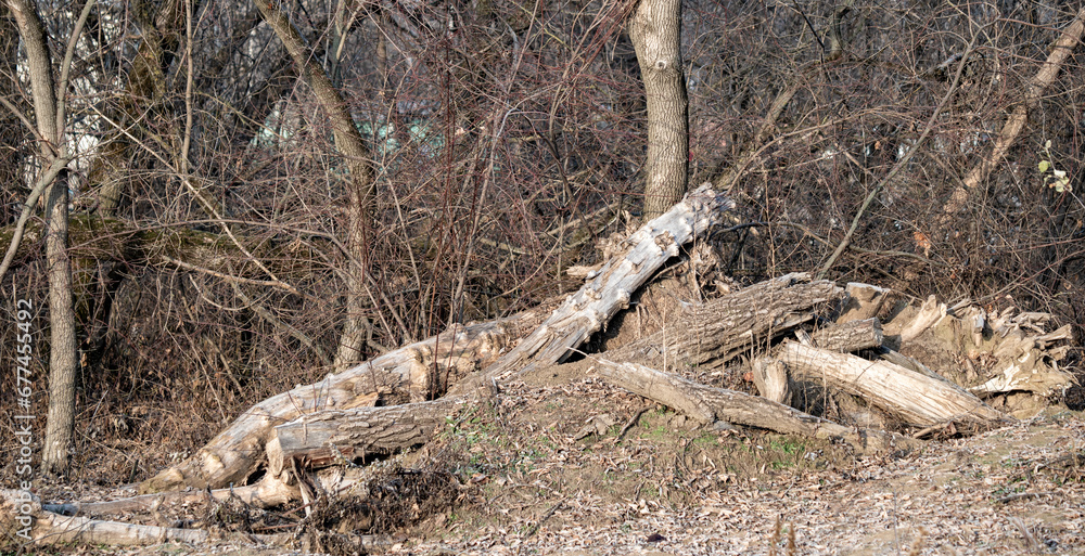 nature of urban forest park nature of urban forest park