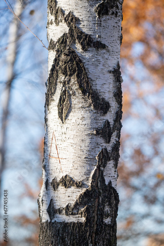 Fototapeta Naklejka Na Ścianę i Meble -  Nature close-up of a tree trunk.