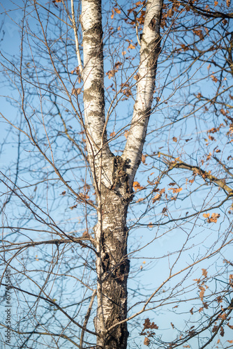 Fototapeta Naklejka Na Ścianę i Meble -  Nature close-up of a tree trunk.