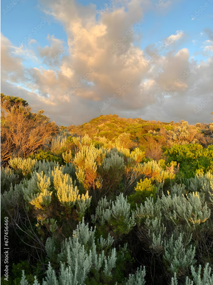 Obraz premium As the sun bids adieu, its golden light gently caresses the bushes, casting a warm glow that turns the ordinary into a breathtaking scene of nature's farewell embrace.