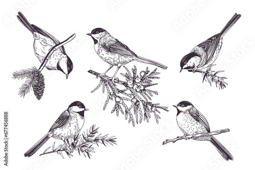 Set of birds. Chickadee on coniferous branches. Art line style. Black. Outline, no fill.