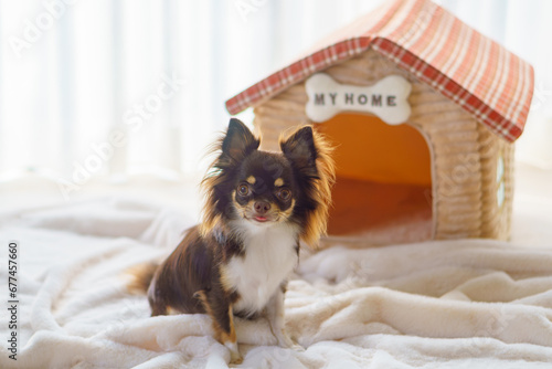 Fotografie ｢MY HOME」の表札がある家の形のベッドの前におすわりする犬