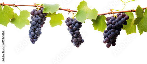 red grapes on a branch with leaves isolated on a white background,Full depth of field.