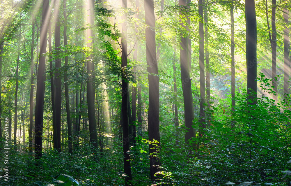 Fototapeta premium Sunny morning in the forest