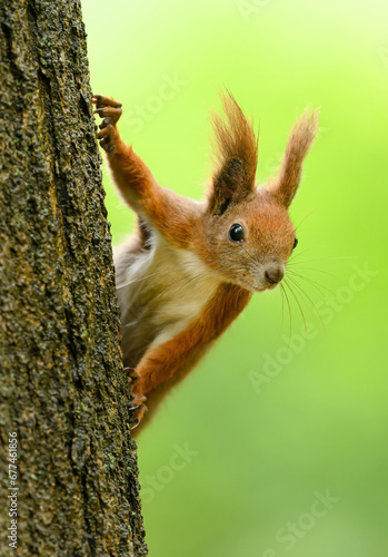 Red squirrel ( Sciurus vulgaris ) close up © Piotr Krzeslak