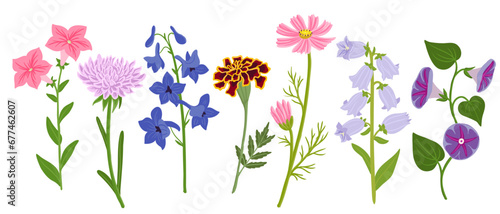 vector drawing set of flowers isolated at white background, hand drawn botanical illustration
