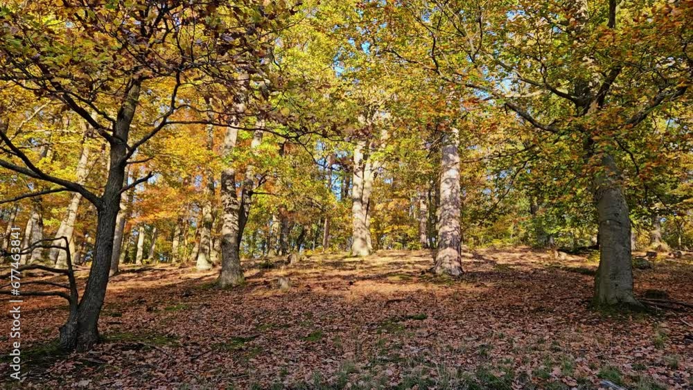Evening in autumn forest. Sun rays break through the golden and orange foliage of magnificent autumn tree. Magical autumn landscape. Evening in autumn forest. Sun rays break through the golden and orange foliage of magnificent autumn tree. Magical autumn landscape.
