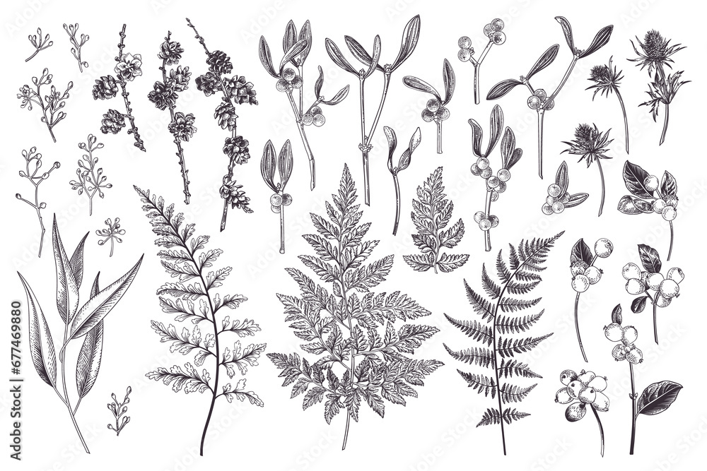 Set with winter plants. Botanical illustration. Fern, larch branches and cones, eucalyptus leaves and seeds, mistletoe, snow berry, blue thistle. Art line style. Black. Outline, no fill. - obrazy, fototapety, plakaty 