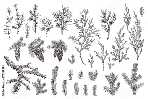 Set of branches and cones of spruce, juniper. Christmas evergreens. Winter vintage botany. Engraving style. Outline, no fill.