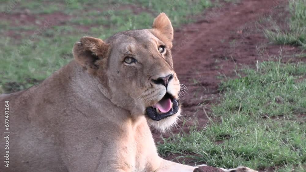 Restful Lioness Reveals Sharp Teeth in Kruger Park Restful Lioness Reveals Sharp Teeth in Kruger Park