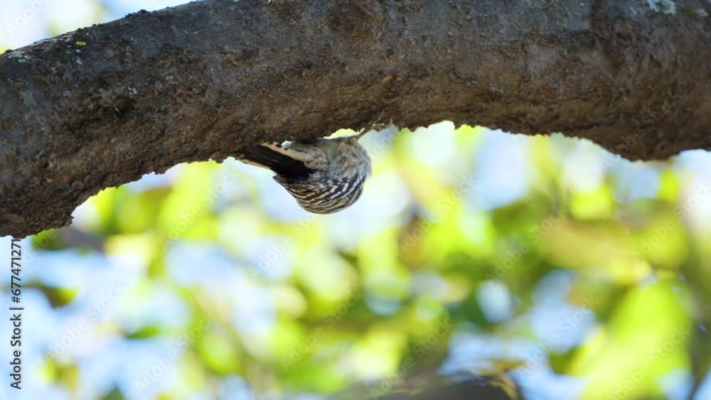 Japanese pygmy woodpecker (Yungipicus kizuki) bird hangs upside down on tree trunk searching food Japanese pygmy woodpecker (Yungipicus kizuki) bird hangs upside down on tree trunk searching food
