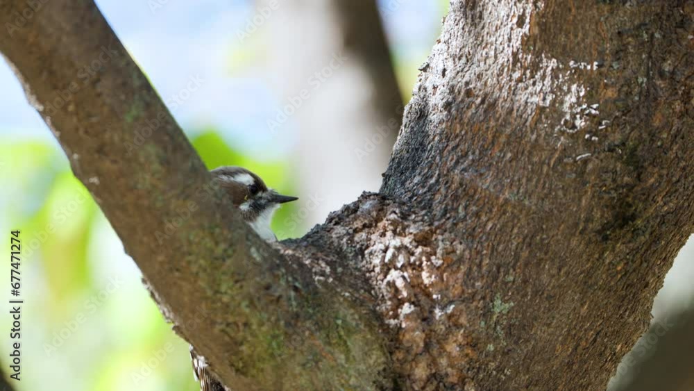 Japanese Pygmy Woodpecker (Yungipicus kizuki) Pecking Tree Bark Searching Insects Front View Face Closeup Japanese Pygmy Woodpecker (Yungipicus kizuki) Pecking Tree Bark Searching Insects Front View Face Closeup
