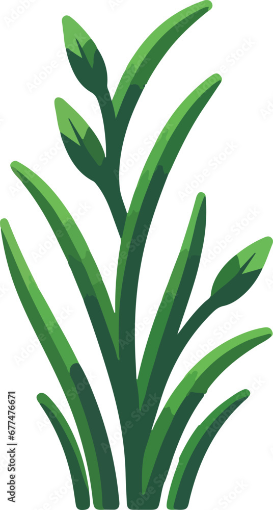 Fototapeta premium aloe vera plant