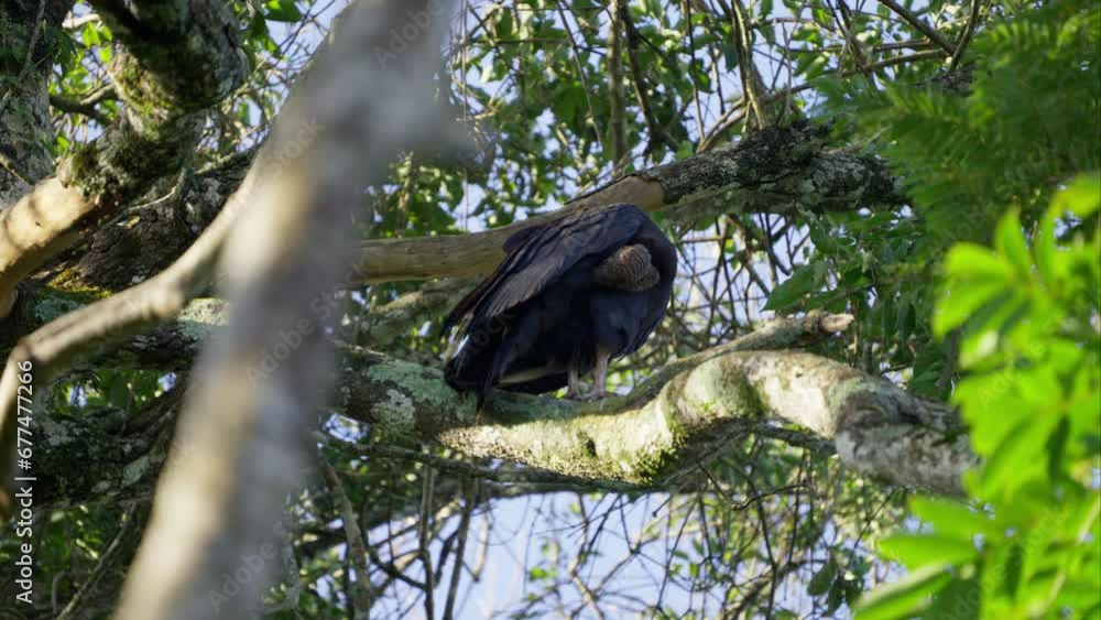 Black Vulture Resting In Argentina Black Vulture Resting In Argentina