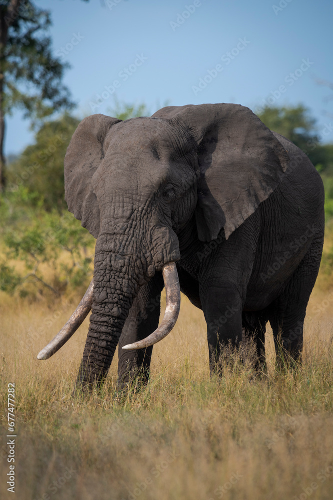 Fototapeta premium African elephant with big tusks