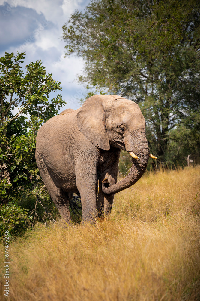 Fototapeta premium African elephant with big tusks