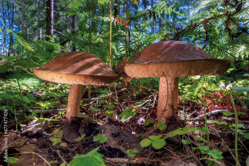 Defocused background with shallow depth of field. Edible mushrooms grow in a natural environment. In the background there is bright grass and a blue sky.