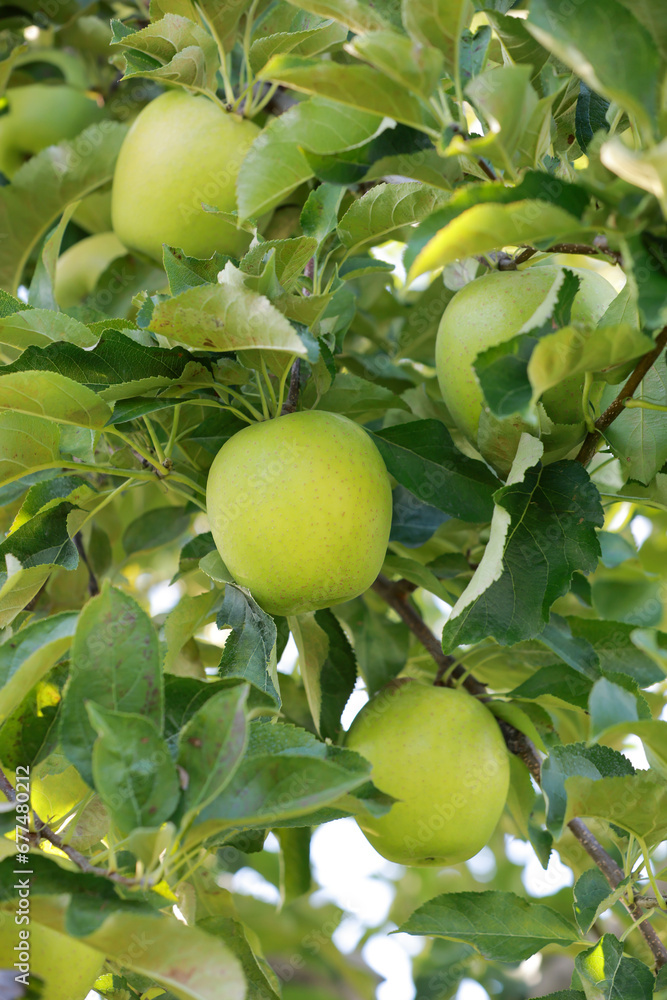 Fresh Green Apple on the apple tree at Apple garden farm background.