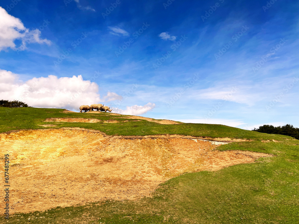 Fototapeta premium the nature landscape view is a herd of rhinos group is called rhinoceros in wild animal park zoo with green sand grass meadow hill hillside and white cloud on blue sunny sky beautiful background