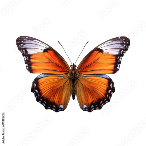 Butterfly isolated on white transparent background, PNG © Rawf8
