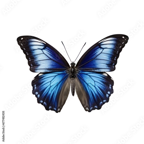Butterfly isolated on white transparent background  PNG