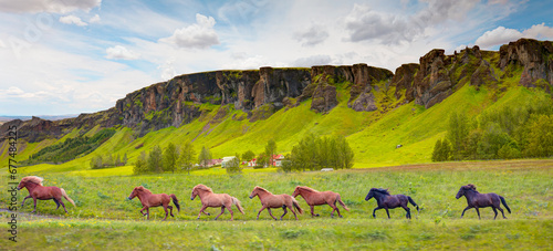 The Icelandic red horse is a breed of horse developed - Iceland © muratart