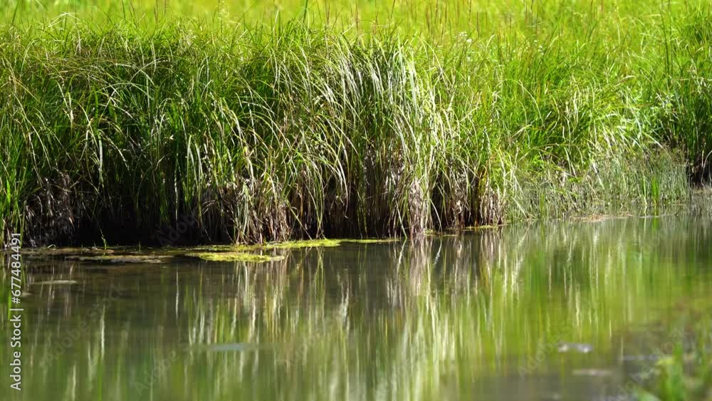 Grassy marsh wetlands with calm creek running through it. Grassy marsh wetlands with calm creek running through it.