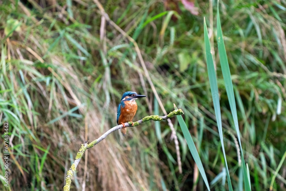 Colorful king fisher bird on a branch of a tree waiting to catch a fish in the Netherlands. Green leaves in background.