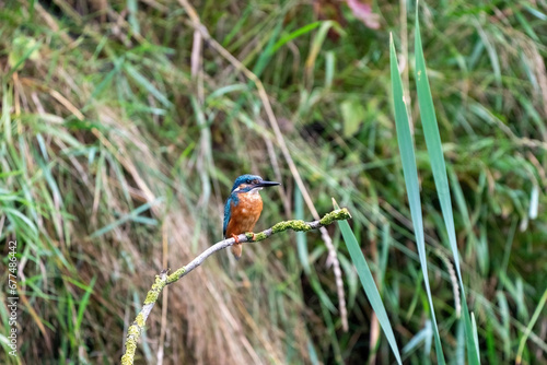 Obraz na płótnie Colorful king fisher bird on a branch of a tree waiting to catch a fish in the Netherlands. Green leaves in background. w salonie