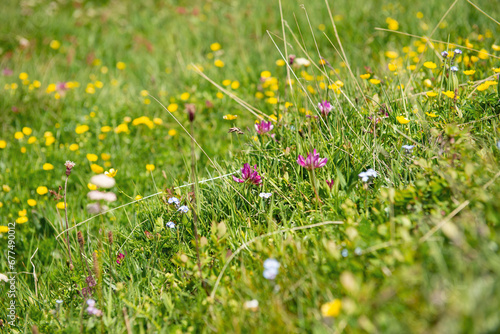 wild alpine flowers blooming in a meadow in alpine mountain