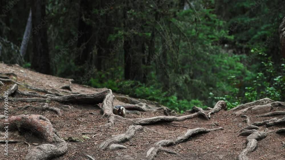 Cute chipmunk running around the pine forest in Banff National Park, Canada Cute chipmunk running around the pine forest in Banff National Park, Canada