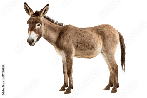 A donkey isolated on transparent background. photo