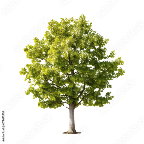 Plane tree isolated on white transparent background, PNG