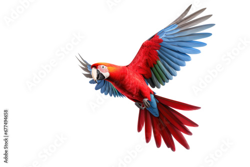 A scarlet macaw parrot flying isolated on transparent background.