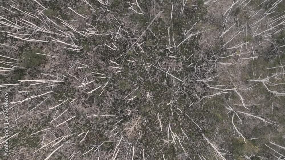 Drought, dry forest with arid weather. Dead trees. Global warming and