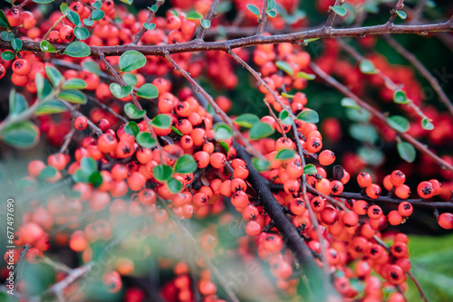 Plants of creeping cotoneaster with many bright green shiny leaves, red berries.A large bush grows in the park. An ornamental plant.