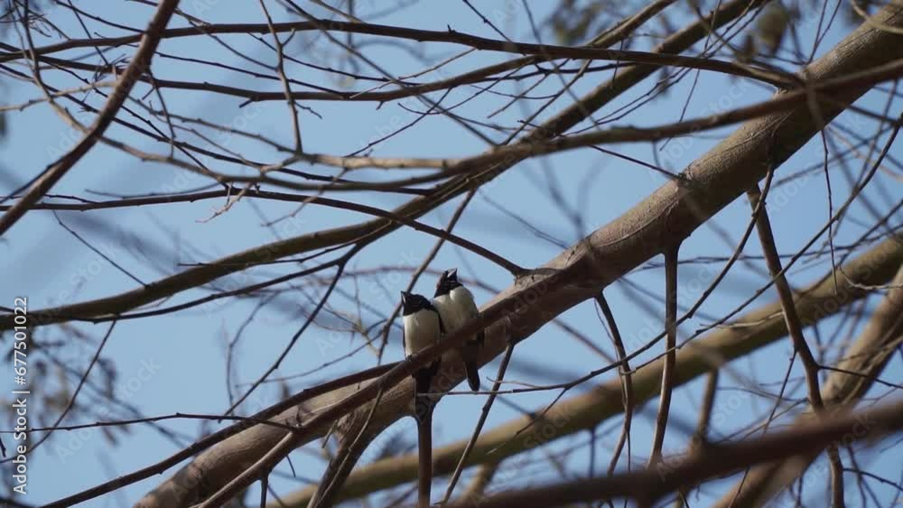 Two Indonesian Pipit bird are perching on the tree branch - Lonchura Leucogastroides Two Indonesian Pipit bird are perching on the tree branch - Lonchura Leucogastroides