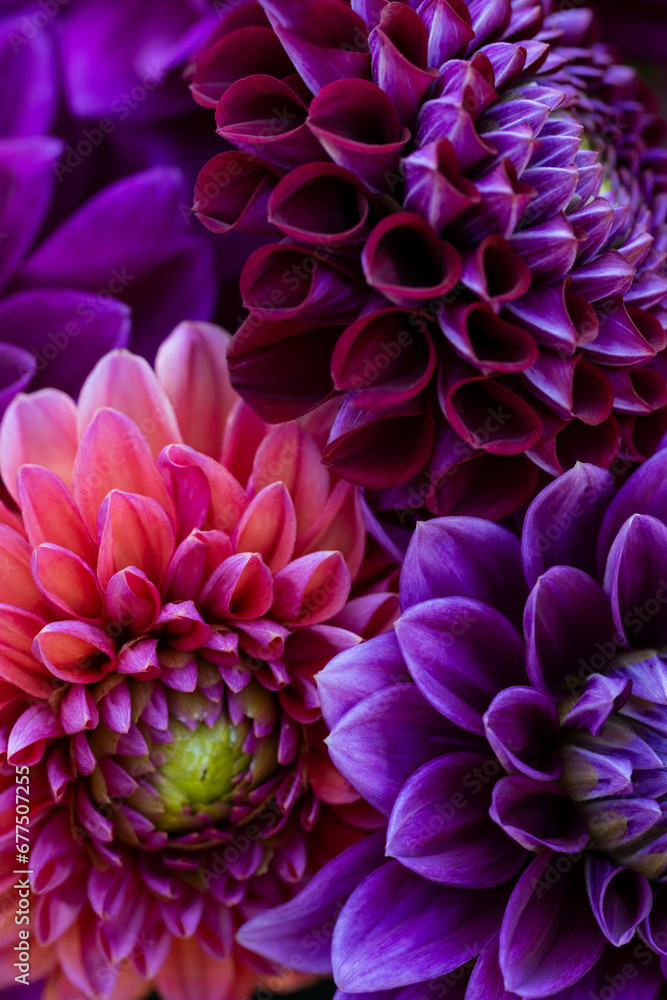 Dahlia blooms background. Colorful dahlia flowers close up. Floral background.