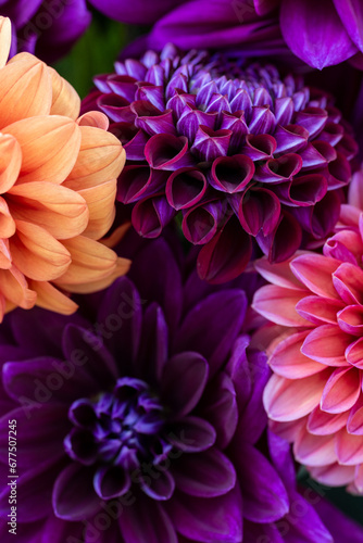 Dahlia blooms background. Colorful dahlia flowers close up. Floral background. © andreaobzerova