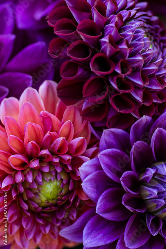 Dahlia blooms background. Colorful dahlia flowers close up. Floral background.