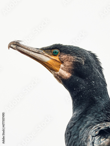 Head of cormorant against white background. High quality photo