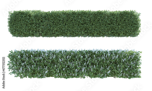 Cherry Laurel bush png alpha channel front view