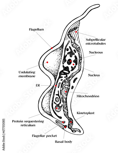 Trypanosoma vector hand drawn diagram