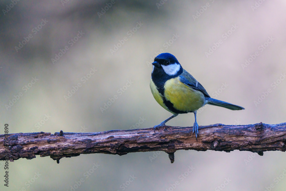 great woodpecker on branch