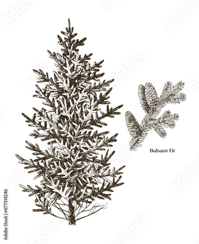 Balsam fir tree hand drawn vector