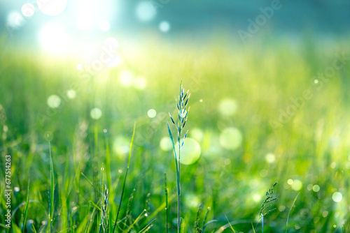 Dew drop on green grass in sunlight. © luchschenF
