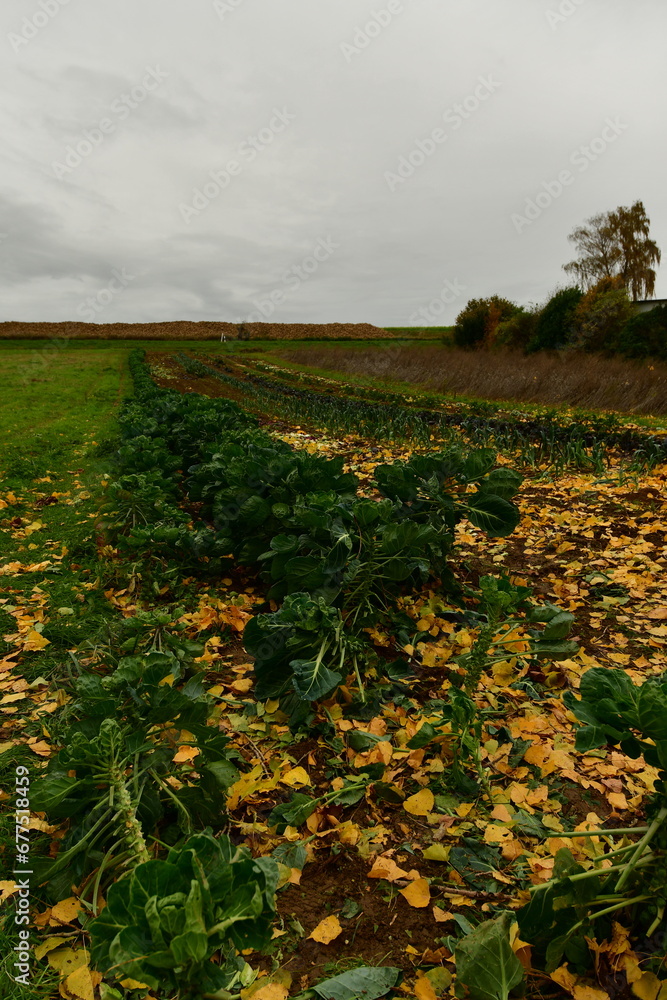 Cabbage Plant on Field in Fall autumn germany