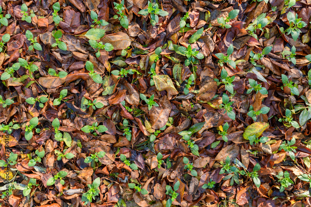 Cool flowers. Flowerbed mulched with thick layer of fallen leaves. Growing winter hardy annuals with the protection of leaves mulch. Cool flowers. Flowerbed mulched with thick layer of fallen leaves. Growing winter hardy annuals with the protection of leaves mulch.